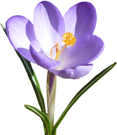 Go To Image - Spring Crocus (528x600)