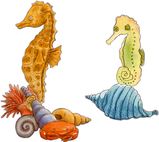Publicat De Eu Ciresica La - Northern Seahorse (593x510)