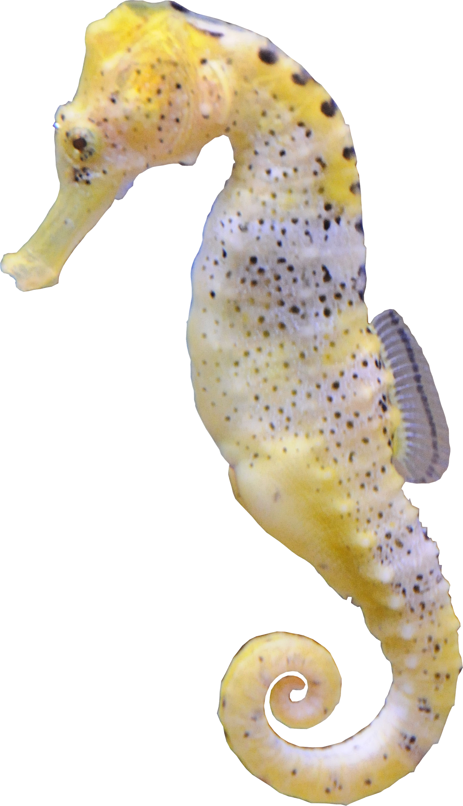 Seahorse Hippocampus Aquatic Animal - Seahorse (1605x2795)