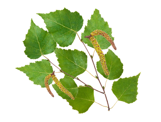 Sauna-duftkonzentrat Nordische Birke (515x550)