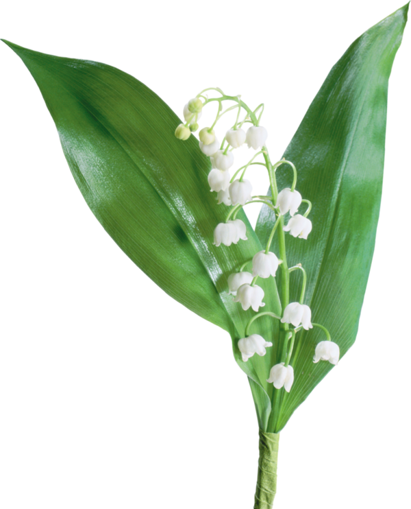 Go To Image - Lily Of The Valley Png (600x742)