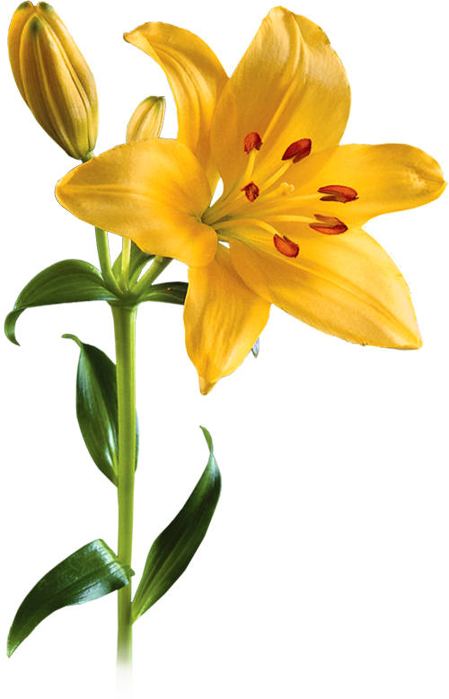 9 Png - Lily Png (500x778)