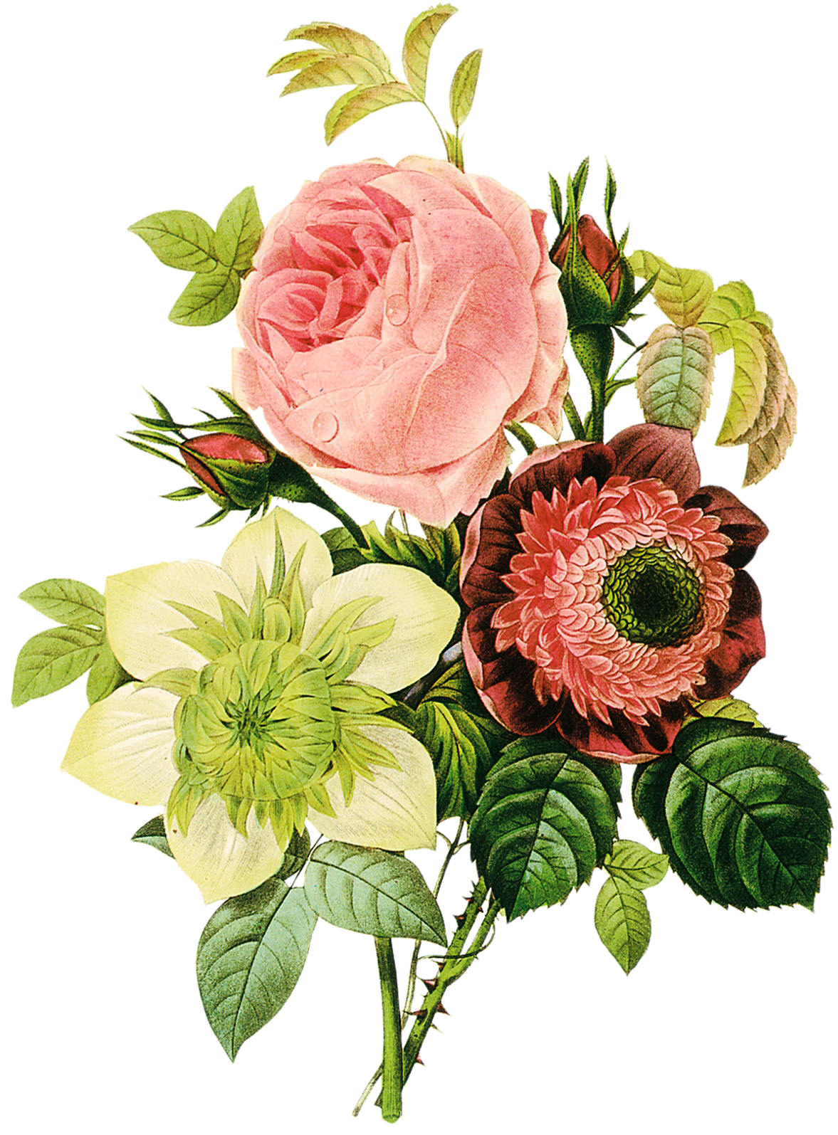 Rosa Centifolia, Anemone, Clematis - Pierre Joseph Redoute (1185x1600)