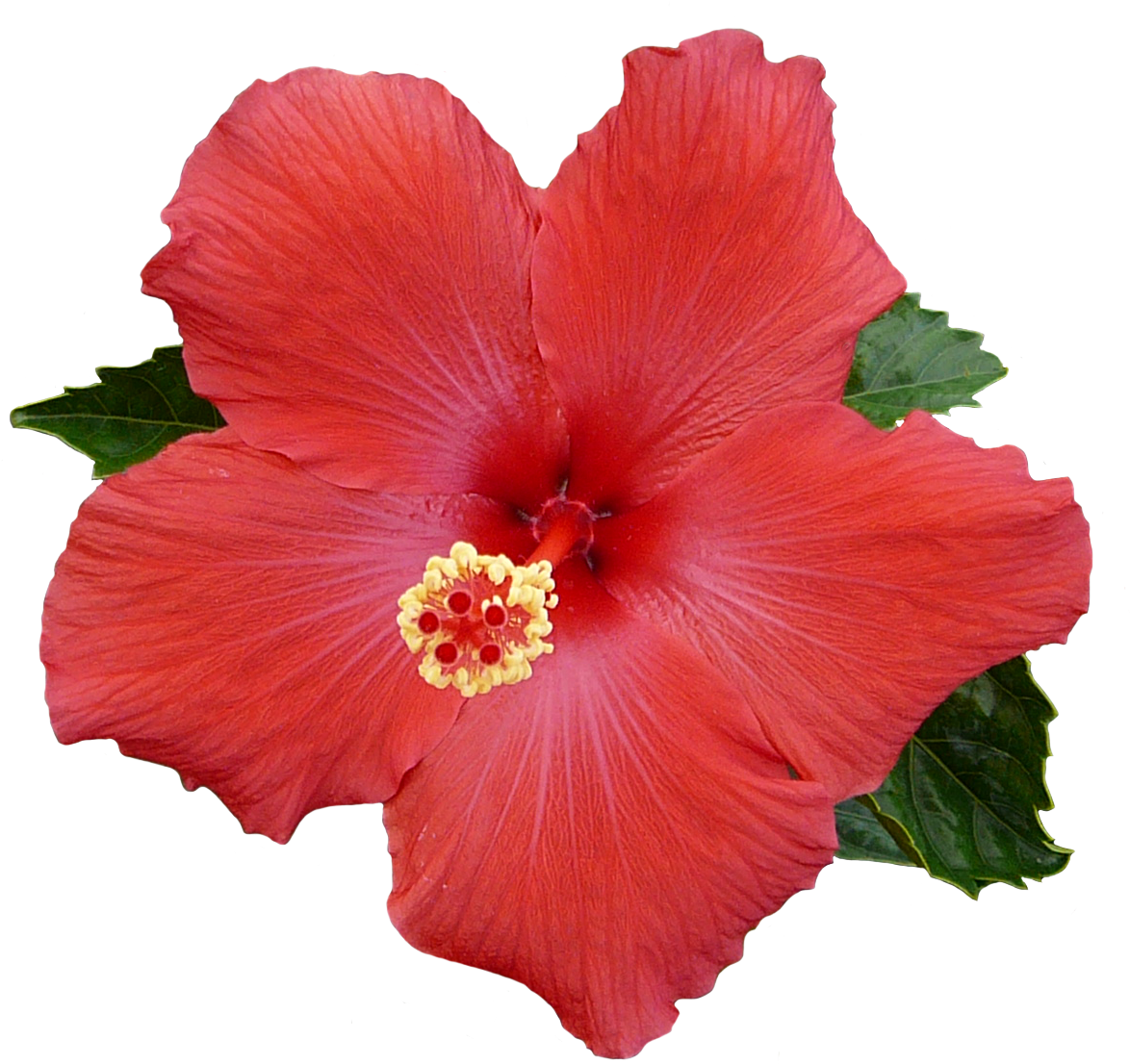 Hawaiian Flower Clipart Free - Hibiscus For Hair Growth (1206x1144)