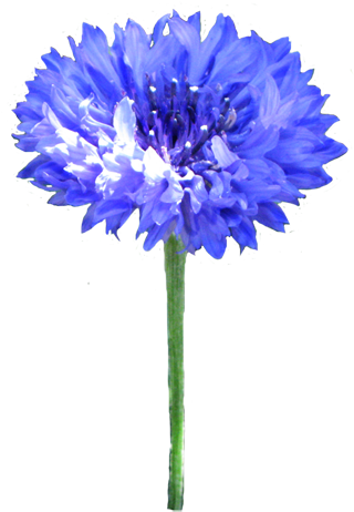 Go To Image - Cornflower Clipart (325x472)