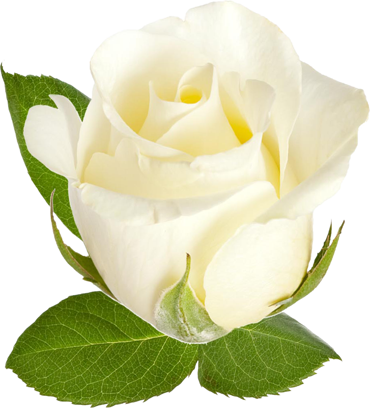 Png形式でダウンロード - Rose (727x800)