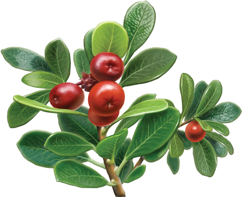 Go To Image - Nlighten Eye Gel Ingredients (500x500)