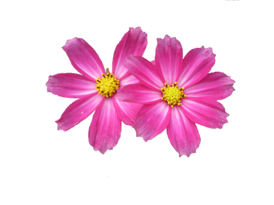Two Pink Flower Png Png Images - Flower Png (400x300)
