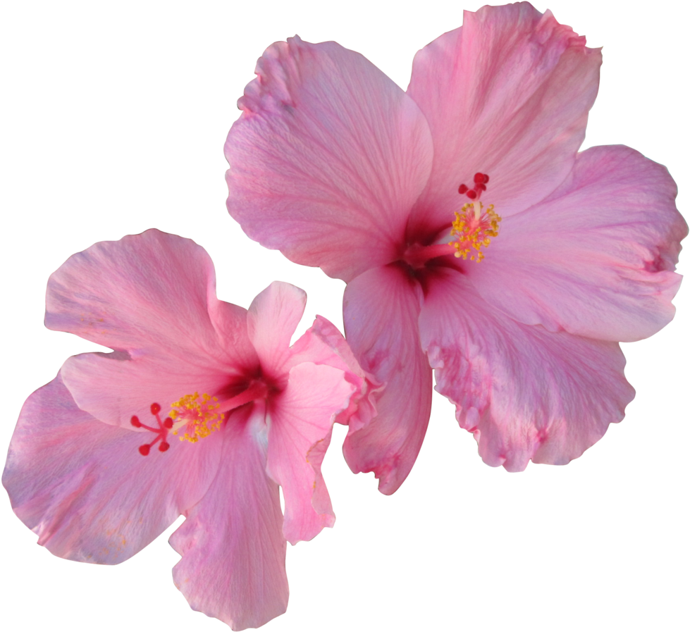 Pink Hibiscus By Owhl-stock - Pink Hibiscus Flower Png (1024x935)