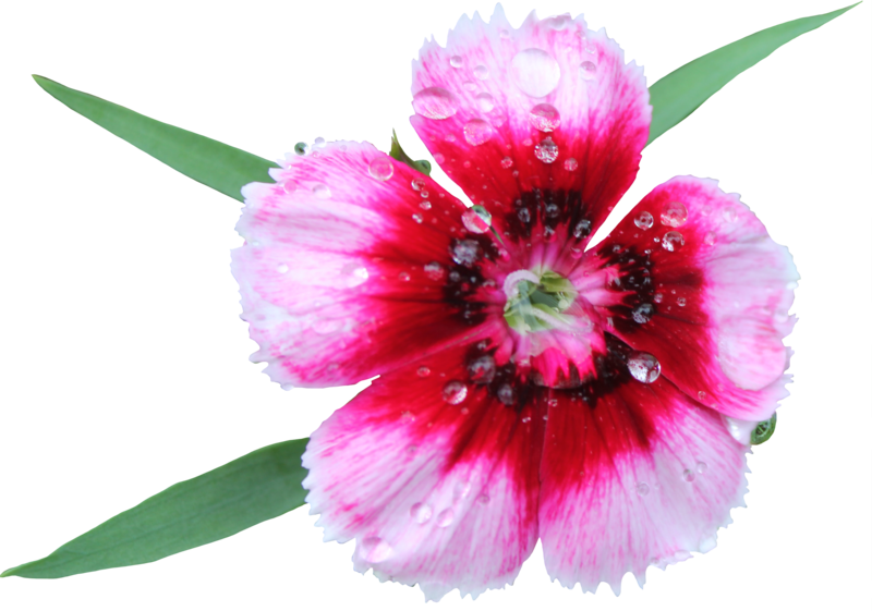 Sweet William Png By Thy Darkest Hour - Sweet William Flower Png (800x561)