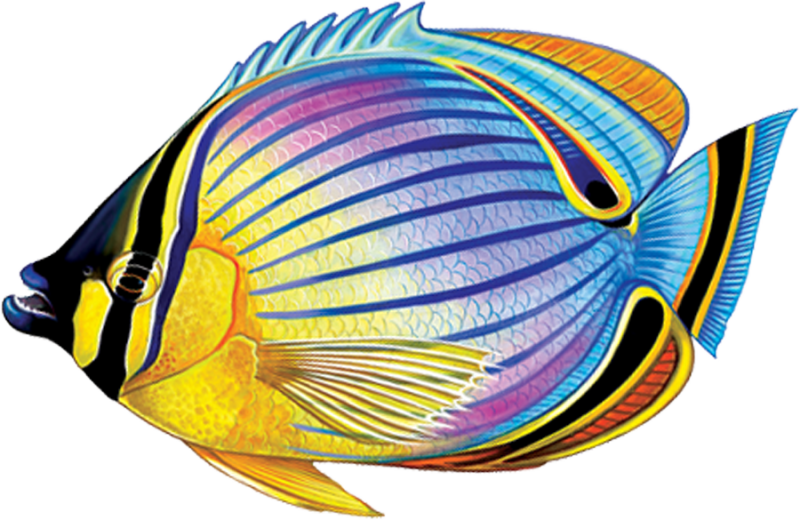 Butterflyfish Clipart Transparent - Butterflyfishes (800x520)