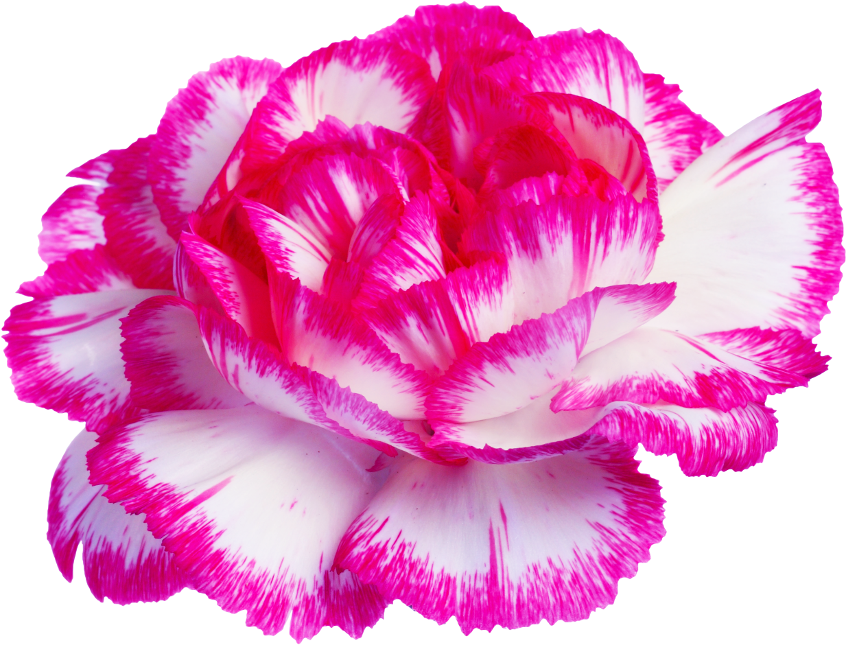Transparent Pictures Of Flowers (1280x968)
