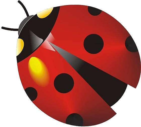 Insect Ladybird Coccinella Septempunctata Cartoon - Insect (1024x929)