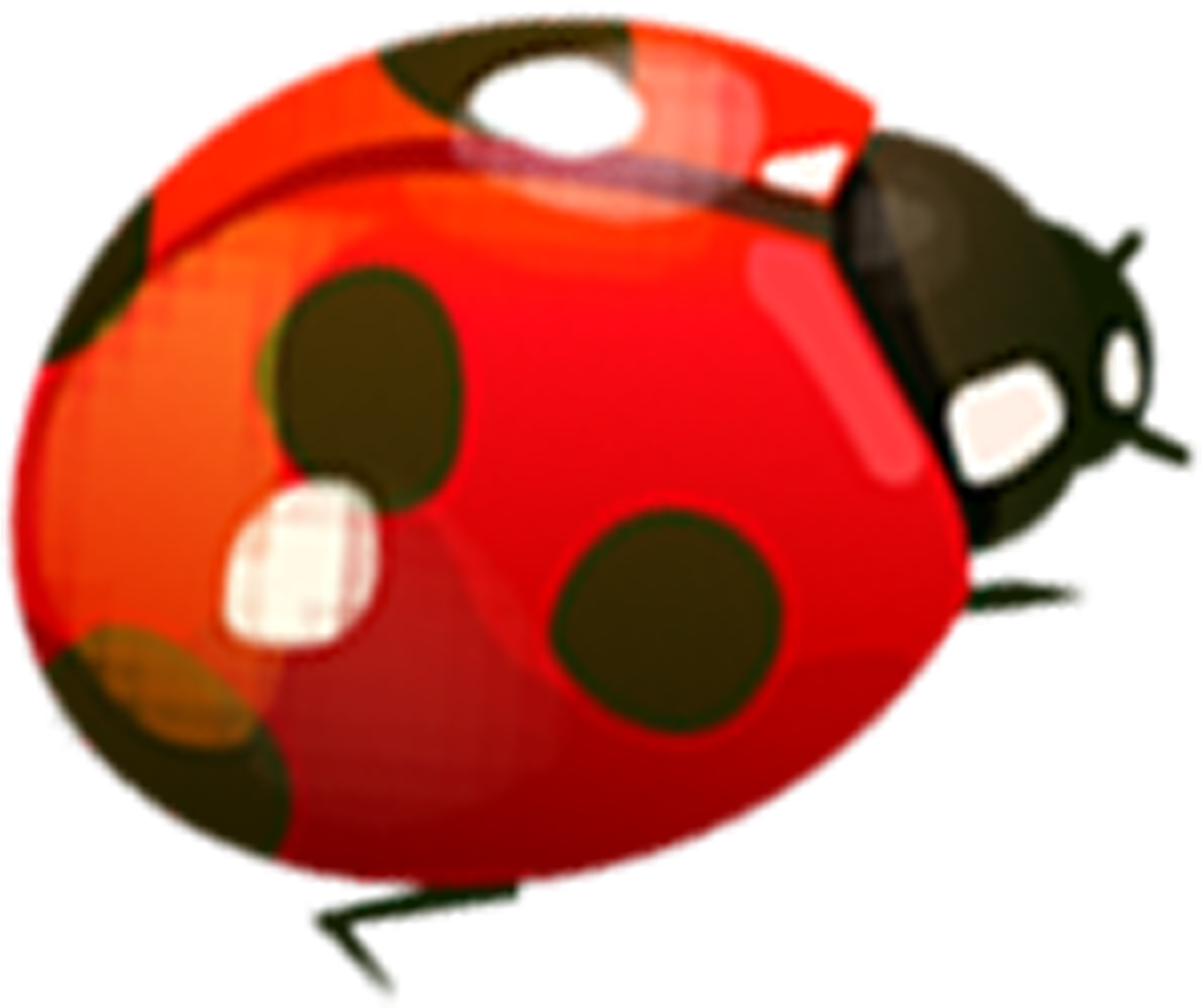 Ladybird Beetle Coccinella Septempunctata Computer - Seven-spot Ladybird (1984x1511)