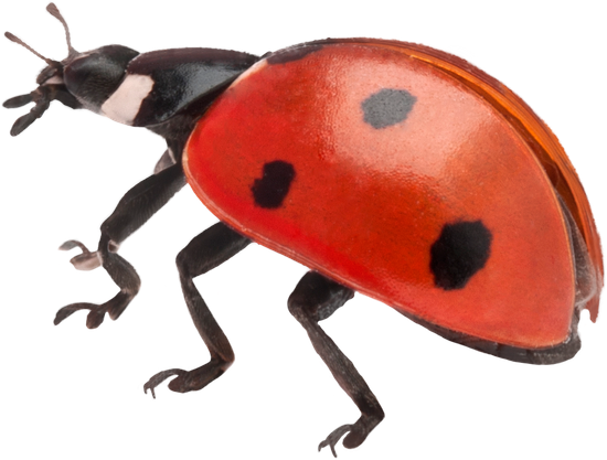 Seven-spot Ladybird, Coccinella Septempunctata - Lienka Sedembodková (550x417)