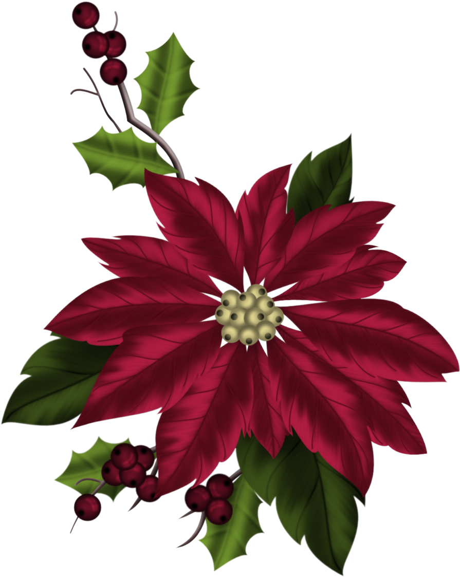 Poinsettia Plant - Aquifoliales (919x1147)