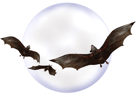 Bat-056 - Vampire Bat (537x384)