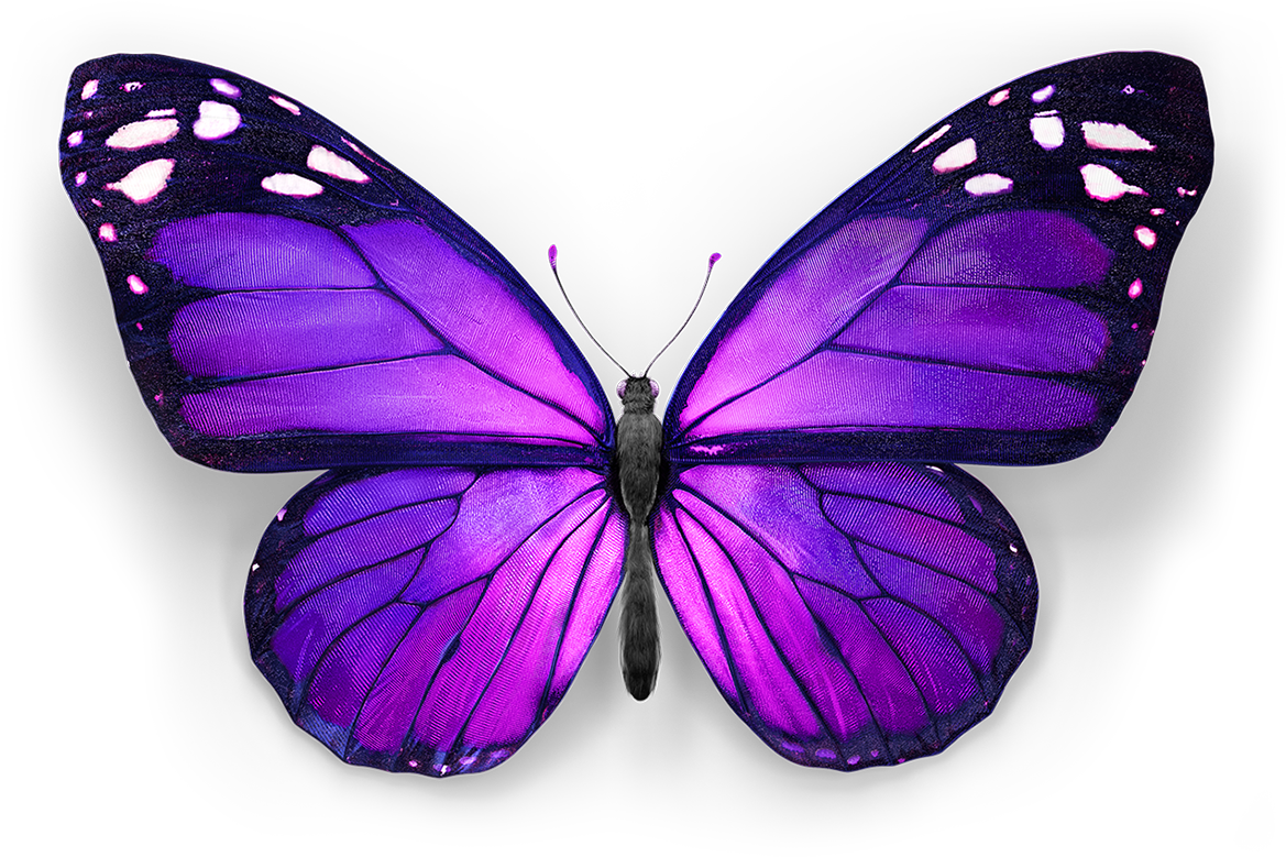 Hero-butterfly - Swallowtail Butterfly (1200x811)