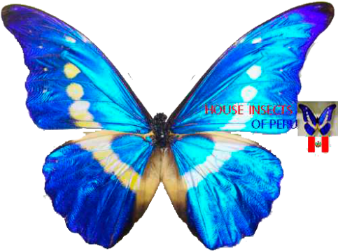 Provider Of Tropical Wild Butterflies And Insects And - Papilio (500x500)