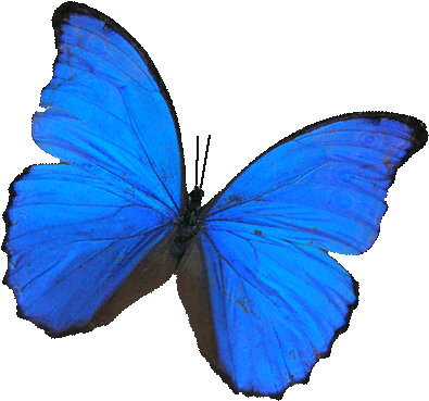 While Mommy And Daddy Were Having A Discussion In The - Blue Morpho Butterfly Transparent (408x385)