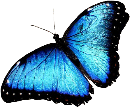 E Would Like To Honor Our Champions Of 2008 And - White Admiral Or Red Spotted Purple (497x426)