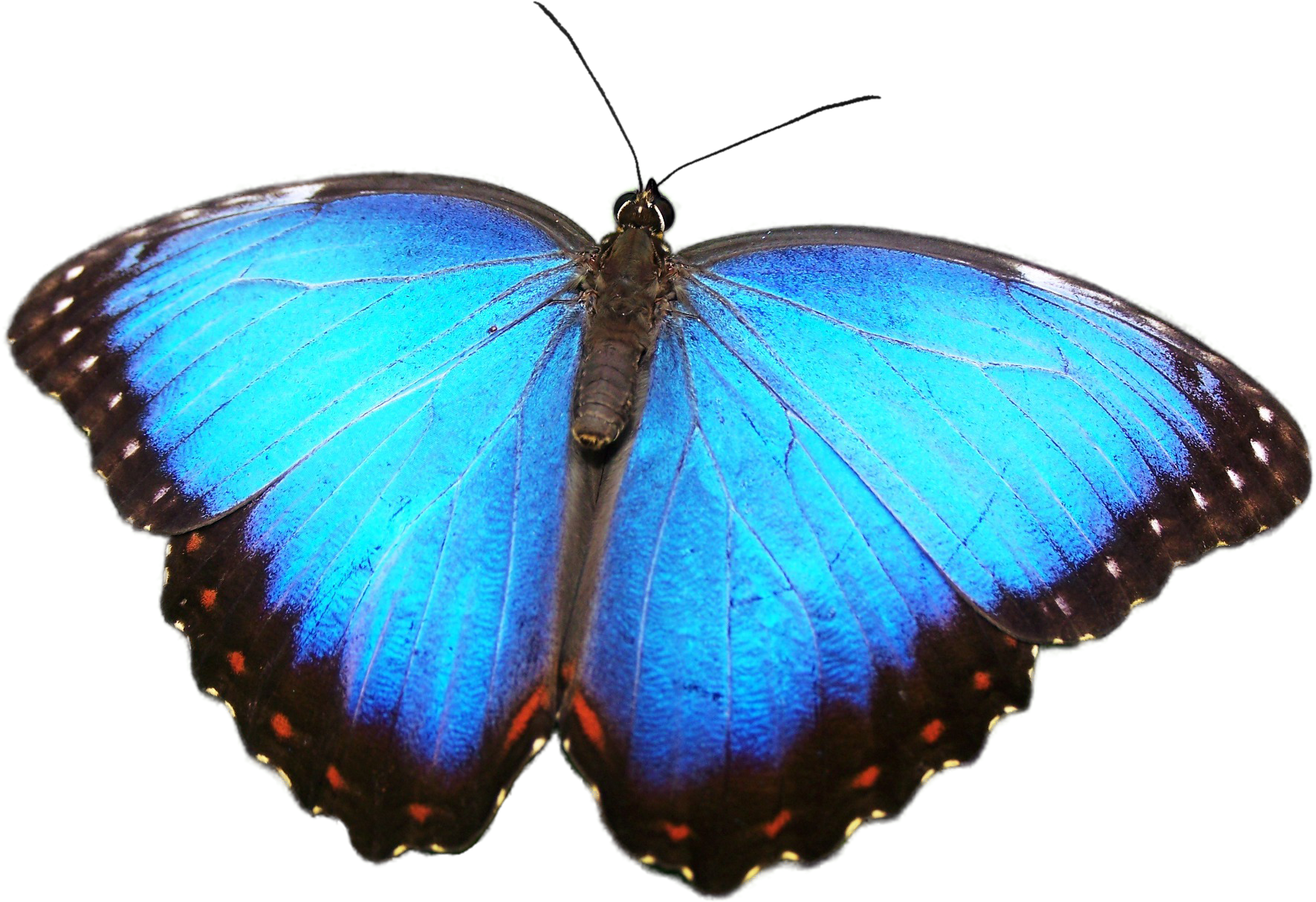 Cut Out 13 By Ravensspell - Butterfly That Live In The Rainforest (1920x1440)