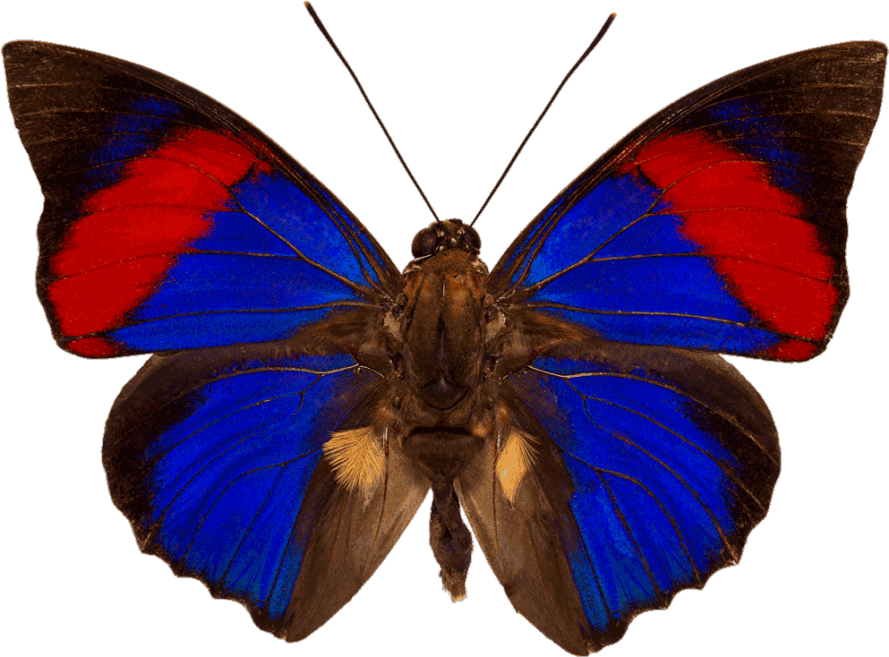 Agrias Papillon (1000x776)