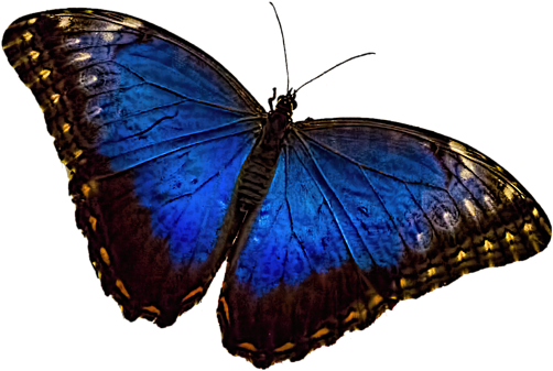 Click And Drag To Re-position The Image, If Desired - Flüstern-schmetterling Töpfeuntersetzer (600x600)