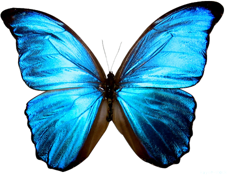 Photo - Blue Butterfly Png (530x530)