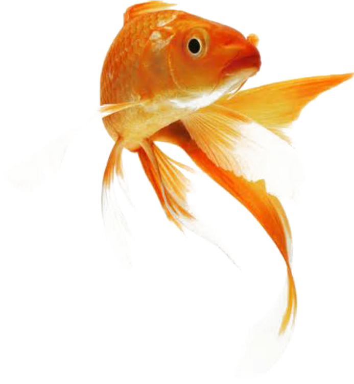 Goldfish, Red Fish - Золотая Рыба Пнг (1024x1024)