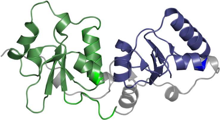 <div Class='caption-body'>1 Copy Of Pfam Domain - Jigsaw Puzzle (800x800)