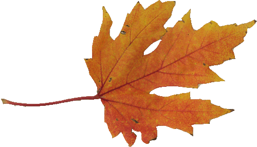 Szeretettel Meghívunk Minden Kedves Volt És Jelenlegi - Maple Leaf (500x286)