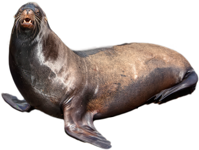 Clip Art Cartoon Seals Clipart - Seal Png (694x520)