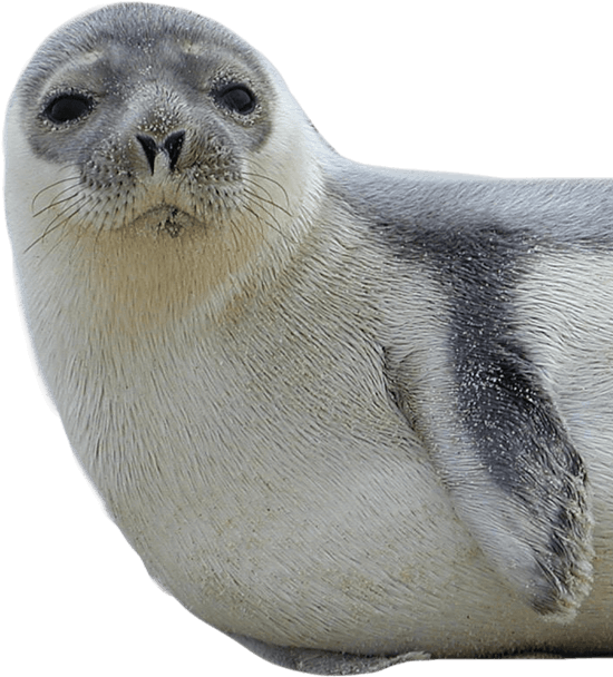 Seal Png - Seal Transparent Background (550x608)