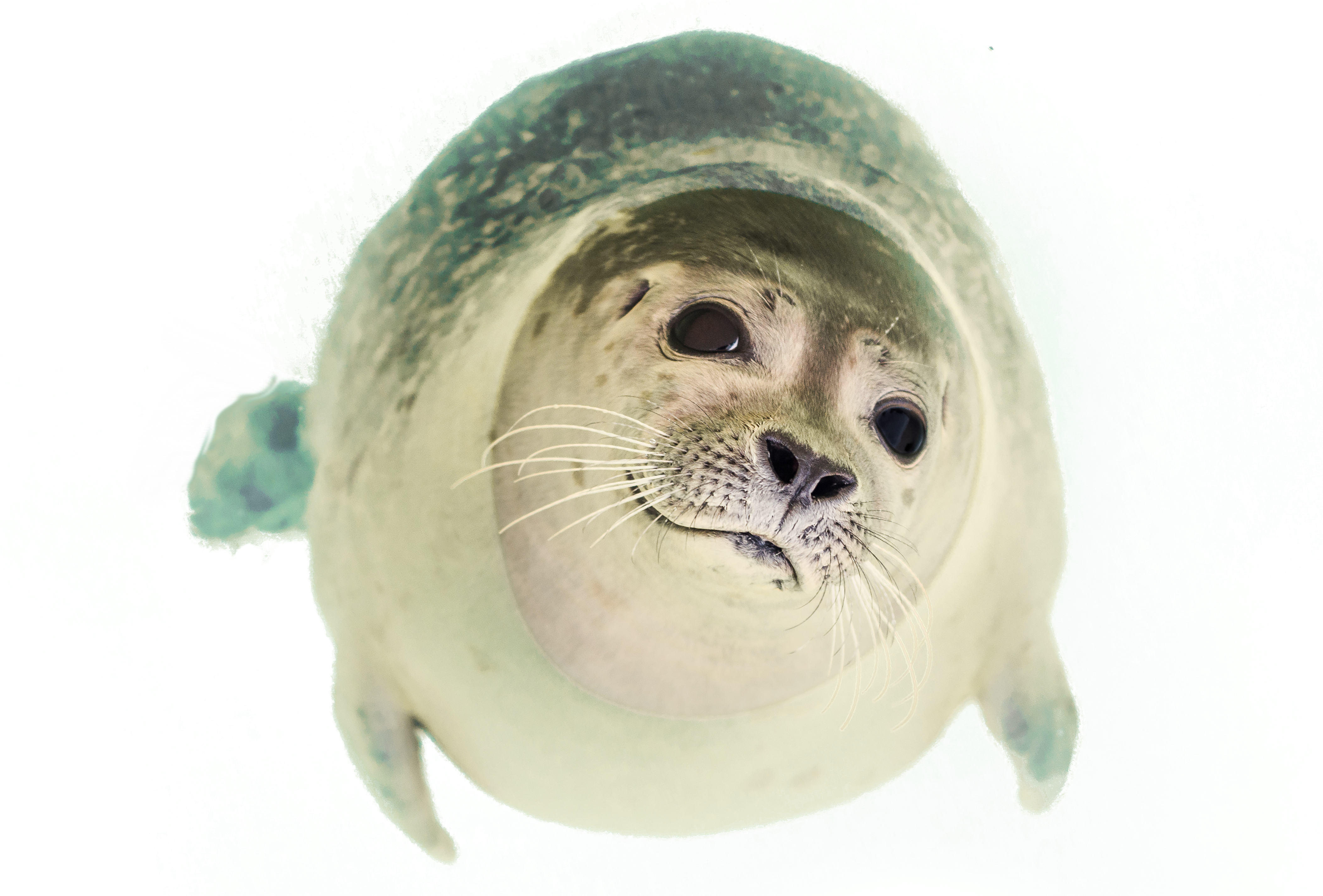 Seal Clipart Animals That Swim - Seal Animal Png (4210x2938)