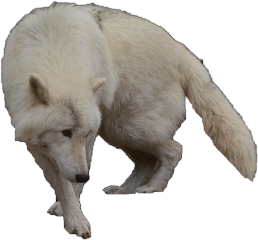 White Wolf Clipart Arctic Wolf Pencil And In Color - White Wolf Without Background (511x476)