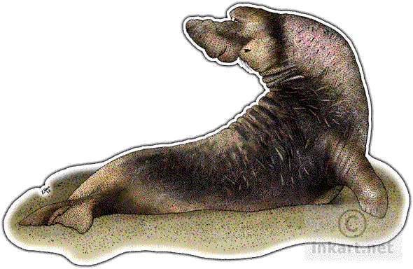 Drawn Elephant Seal Arctic - Northern Elephant Seal Png (590x384)