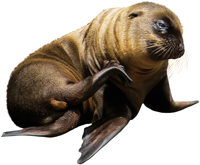 Goldfish Kiss Cliparts 10, Buy Clip Art - Lobo Marino Fondo Blanco (960x660)