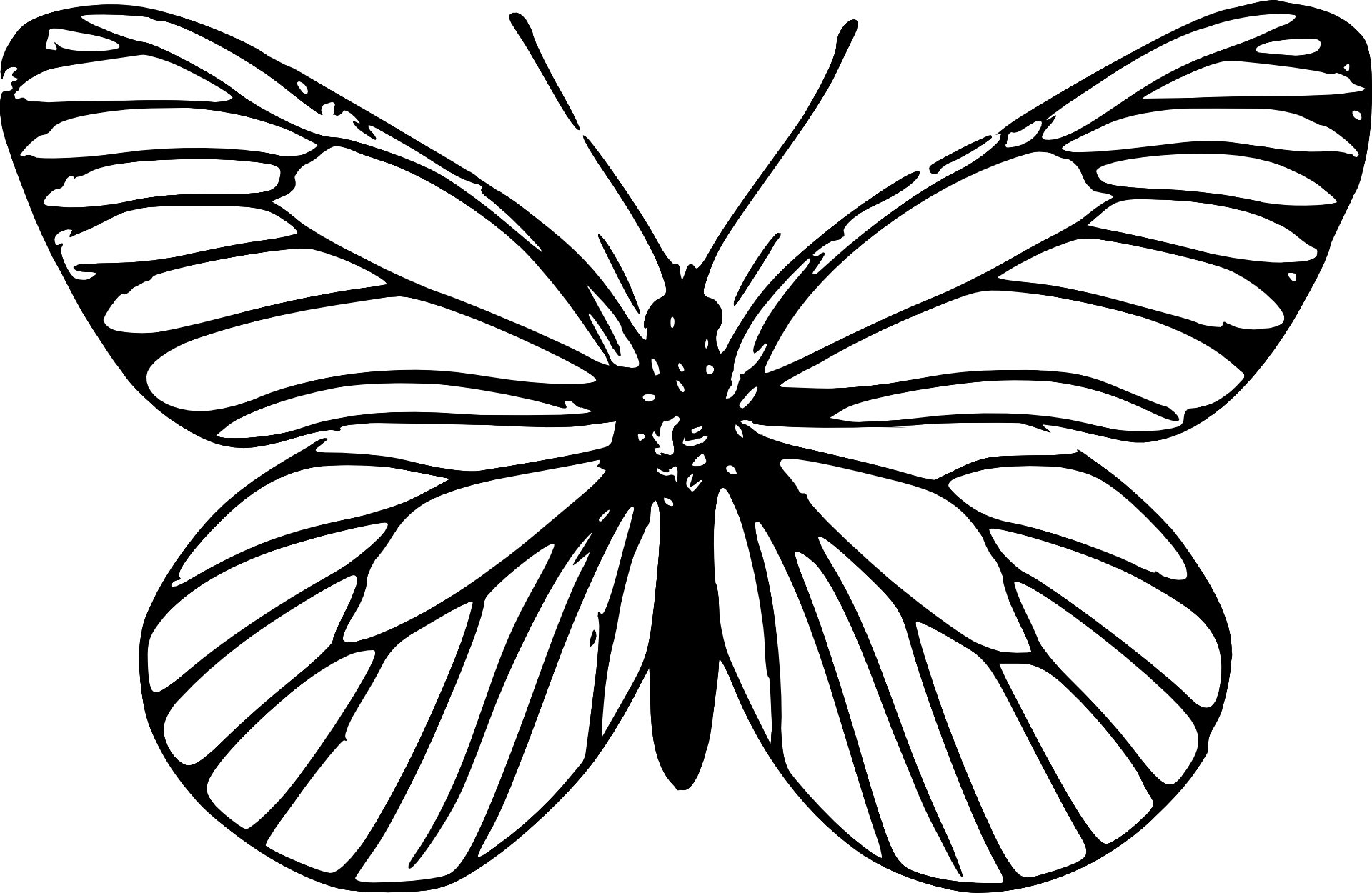 Butterfly Clipart For Kids Black And White - Butterfly Outlines -  (1920x1250) Png Clipart Download, image size:1920x1250