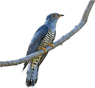 Cuckoo On A Branch - Cuckoo Bird German (400x400)