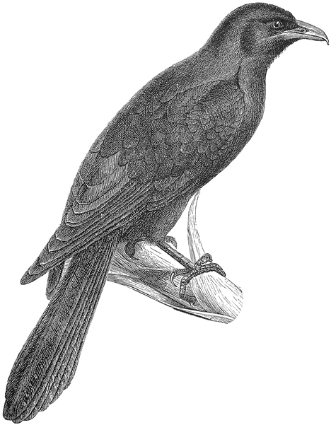 Koel Bird Clipart - Koha Bird Clipart (522x675)