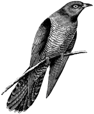 Cuckoo Drawing Black And White - Cuckoo Bird Black White (400x400)