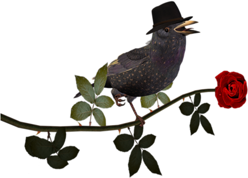 1st November 2013 , Mustafa Uyanık Tarafından Yayınlandı - Schwester Sind Sie Meine Brautjungfer, Karte (500x360)