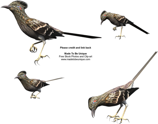 Free Roadrunner Bird Stock By Madetobeunique - Roadrunner Bird Png (600x480)
