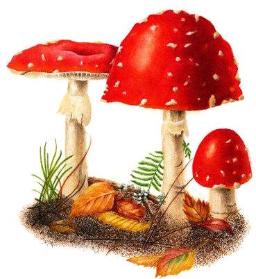 Amanita Muscaria Edible Mushroom Watercolor Painting - Watercolor Painting (564x564)