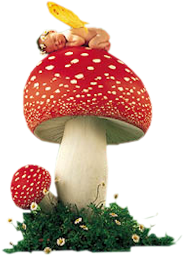 Fairies And Mushrooms - Anne Geddes - Erin As Toadstool Canvas Last Ones In (322x420)