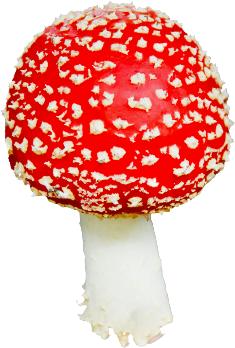 Download Mushroom Png Image - Glass Of Two Milks (500x731)
