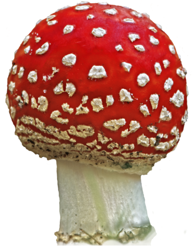 Mushroom 2 By Astoko - Composition Book: Science [book] (400x524)