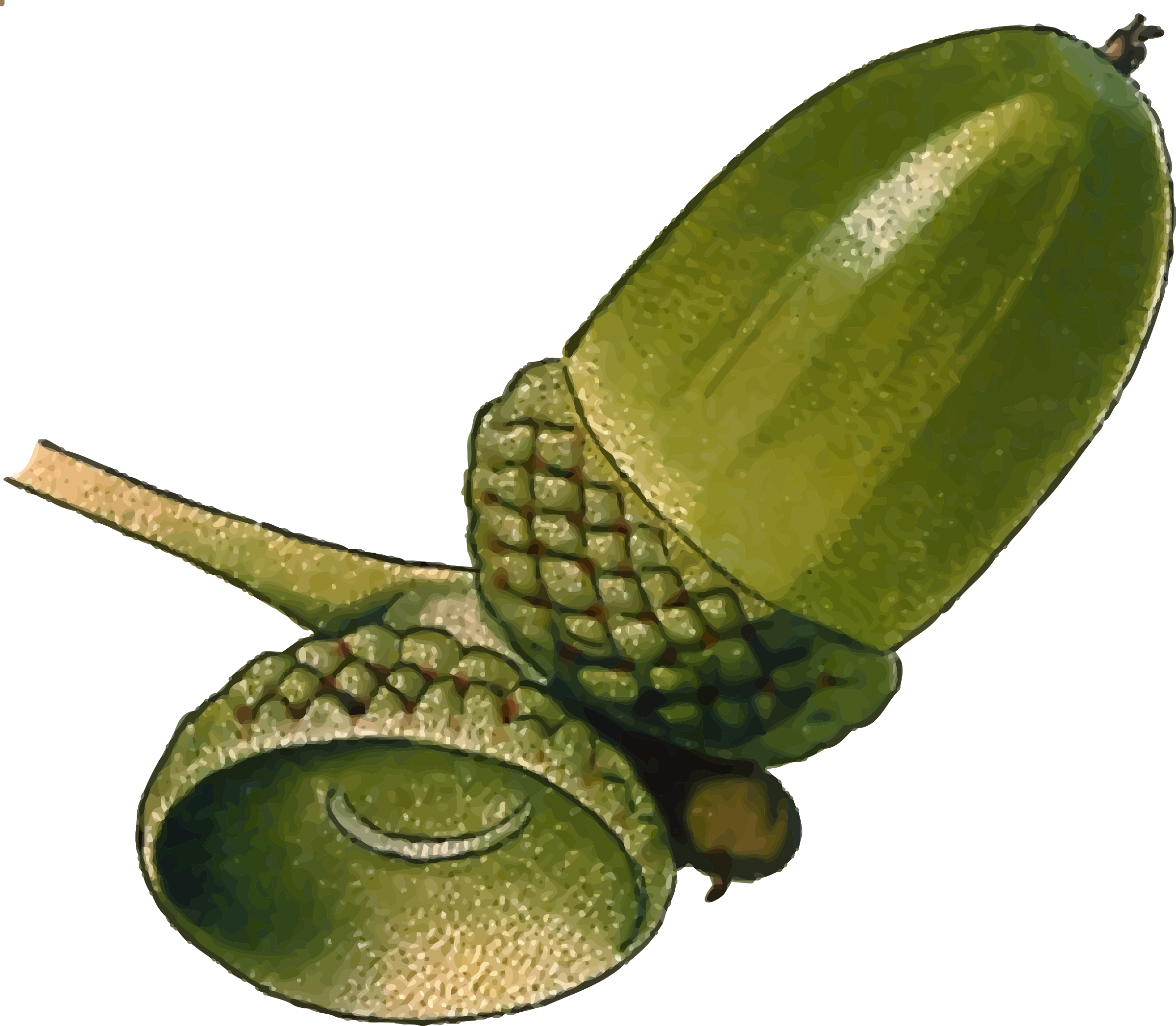 Big Image - Green Acorn Clipart (2400x2094)