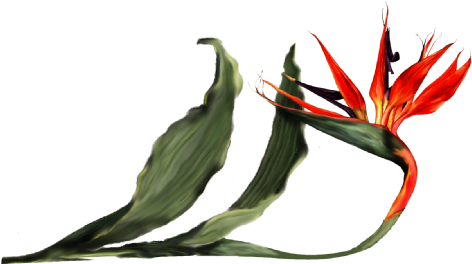 Bird Of Paradise Orchid - Tea Plant (536x369)